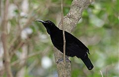 Paradise Riflebird